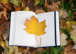 笔记本上的一片枫叶图片