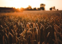 金黄色的稻谷图片