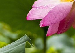 淡雅清新的莲花图片