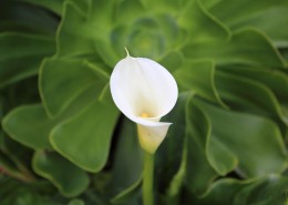 淡雅的白色百合花图片大全