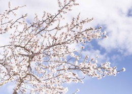 树枝上美丽的樱花图片