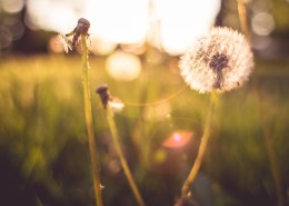 白色的蒲公英图片