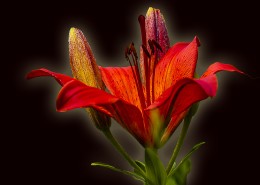 美丽的百合花图片