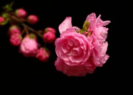 榆叶梅图片大全