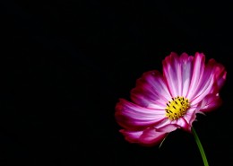 格桑花图片大全