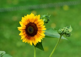 生机勃勃的向日葵图片大全