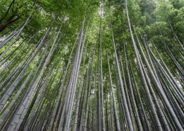 挺拔的竹子图片