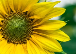 金黄的向日葵图片