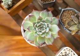 好看唯美的多肉植物图片