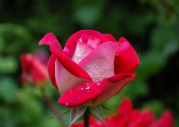 玫瑰花上的露珠图片