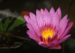 一朵清新脱俗的莲花图片