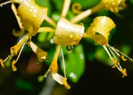 静静绽放的金银花图片