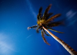 高大的椰树图片大全