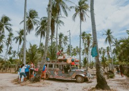 一小片椰树林图片