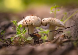 未采摘的蘑菇图片大全