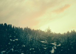 远处的松树林图片