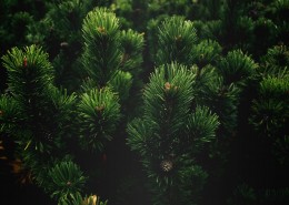 松树的枝头图片