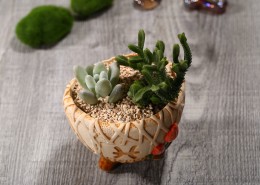 可爱萌萌哒多肉图片