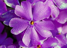 美丽的丁香花图片