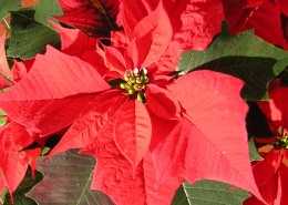 娇艳好看的一品红图片