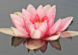 高洁的莲花图片