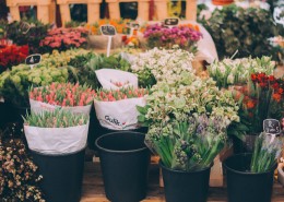 好看的盆栽图片大全