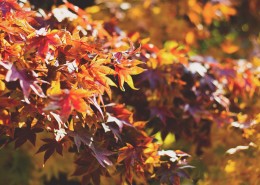 枯黄的枫叶图片