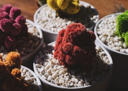 仙人掌盆栽图片