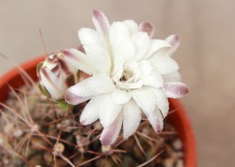 神秘华丽的昙花图片