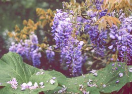 绽放的紫罗兰图片