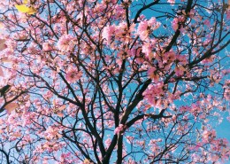 粉红的桃花图片