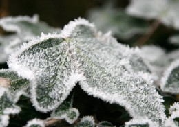 秋季经历霜冻的叶子图片