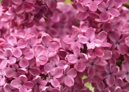 盛开的紫色丁香花图片大全