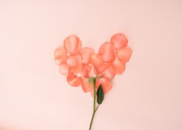 粉色玫瑰花和花瓣图片