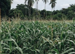 翠绿的玉米苗图片大全