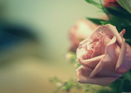 娇嫩的粉玫瑰图片