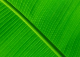 一大片绿叶的纹理图片