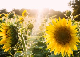 绽放的向日葵图片