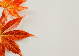 秋天红色枫叶图片