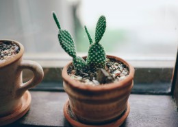 易养的仙人掌盆栽图片