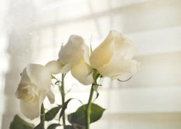 白色的玫瑰图片