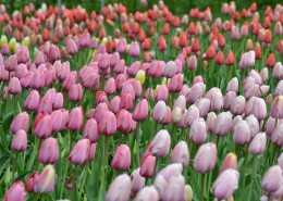 姹紫嫣红的郁金香花海图片大全