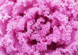 蔬菜心绽放的图片