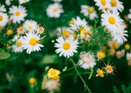 漂亮的雏菊花丛图片大全