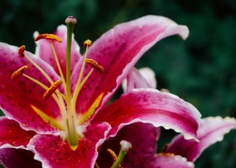 清香的百合花图片