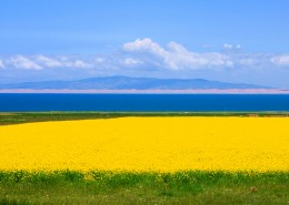 一望无际的金黄油菜花图片