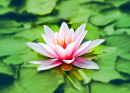 美丽的睡莲图片