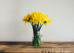 漂亮的水仙花图片