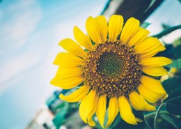 美丽的向日葵图片