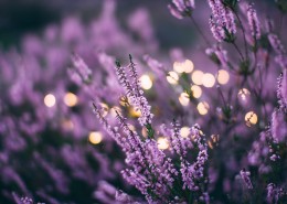 唯美的薰衣草图片